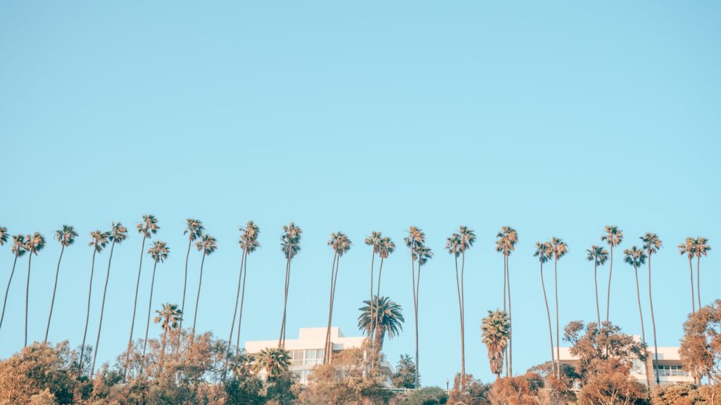 Malibu Day Trip: palm trees during daytime